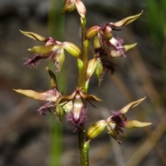 Corunastylis fimbriata (Fringed Midge Orchid) at Jerrawangala National Park - 14 Mar 2013 by AlanS