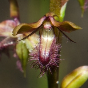 Corunastylis fimbriata at Yerriyong, NSW - 15 Mar 2013