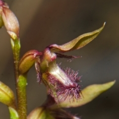 Corunastylis fimbriata at Yerriyong, NSW - suppressed