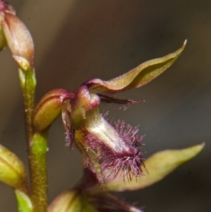 Corunastylis fimbriata at Yerriyong, NSW - suppressed