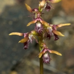 Corunastylis fimbriata at Red Rocks, NSW - 28 Jan 2012