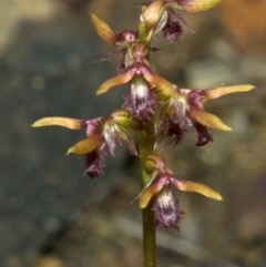 Corunastylis fimbriata (Fringed Midge Orchid) at Red Rocks, NSW - 27 Jan 2012 by AlanS
