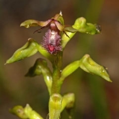 Corunastylis fimbriata (Fringed Midge Orchid) at Yerriyong, NSW - 1 Mar 2012 by AlanS