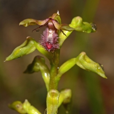 Corunastylis fimbriata (Fringed Midge Orchid) at Jerrawangala National Park - 1 Mar 2012 by AlanS