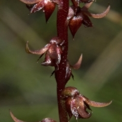 Corunastylis laminata (Red Midge Orchid) at Moollattoo, NSW - 26 Feb 2012 by AlanS