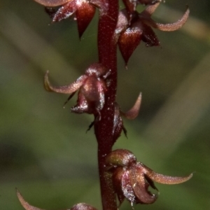 Corunastylis laminata at Moollattoo, NSW - 26 Feb 2012