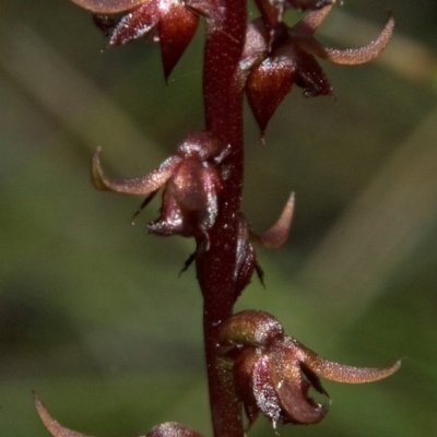 Corunastylis laminata (Red Midge Orchid) at Moollattoo, NSW - 25 Feb 2012 by AlanS
