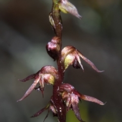 Corunastylis laminata at Moollattoo, NSW - suppressed