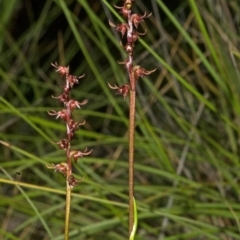 Corunastylis laminata at Moollattoo, NSW - 26 Feb 2012