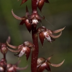 Corunastylis laminata at Moollattoo, NSW - suppressed