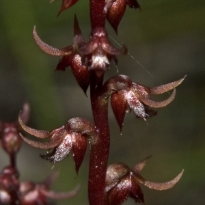 Corunastylis laminata at Moollattoo, NSW - 26 Feb 2012