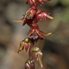 Corunastylis laminata (Red Midge Orchid) at Moollattoo, NSW - 25 Feb 2012 by AlanS