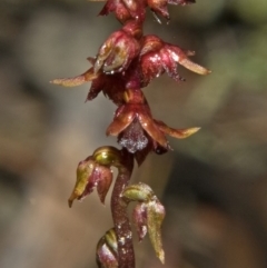 Corunastylis laminata (Red Midge Orchid) at Moollattoo, NSW - 24 Feb 2012 by AlanS