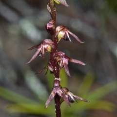 Corunastylis laminata at Moollattoo, NSW - suppressed