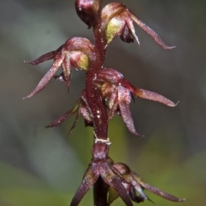 Corunastylis laminata at Moollattoo, NSW - suppressed