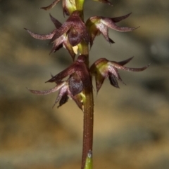 Corunastylis laminata (Red Midge Orchid) at Yerriyong, NSW - 4 Mar 2010 by AlanS