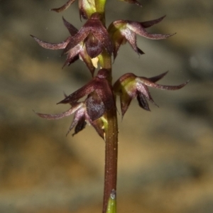 Corunastylis laminata at Yerriyong, NSW - 4 Mar 2010