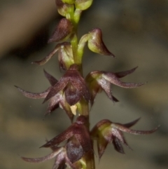 Corunastylis laminata at Yerriyong, NSW - 4 Mar 2010