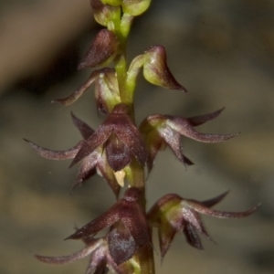 Corunastylis laminata at Yerriyong, NSW - 4 Mar 2010