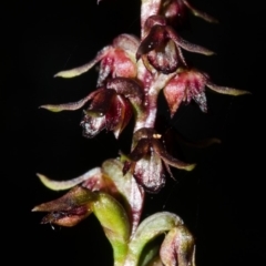 Corunastylis laminata (Red Midge Orchid) at Moollattoo, NSW - 30 Mar 2016 by AlanS