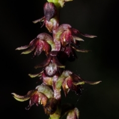 Corunastylis laminata at Moollattoo, NSW - suppressed