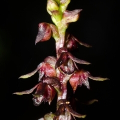 Corunastylis laminata at Moollattoo, NSW - 31 Mar 2016