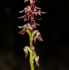 Corunastylis laminata at Moollattoo, NSW - suppressed