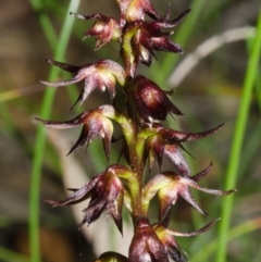 Corunastylis laminata (Red Midge Orchid) at Yerriyong, NSW - 15 Mar 2013 by AlanS