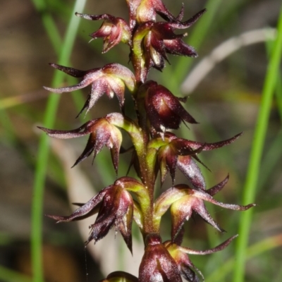 Corunastylis laminata (Red Midge Orchid) at Yerriyong, NSW - 14 Mar 2013 by AlanS