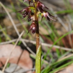 Corunastylis laminata at Yerriyong, NSW - 15 Mar 2013