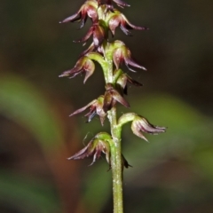 Corunastylis laminata (Red Midge Orchid) at Saint Georges Basin, NSW - 18 Mar 2012 by AlanS