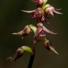 Corunastylis laminata at Saint Georges Basin, NSW - 19 Mar 2012