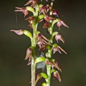 Corunastylis laminata at Saint Georges Basin, NSW - suppressed