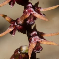 Corunastylis laminata (Red Midge Orchid) at Yerriyong, NSW - 3 Apr 2013 by AlanS