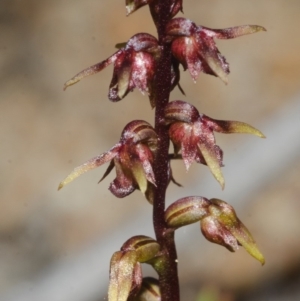 Corunastylis laminata at Yerriyong, NSW - suppressed