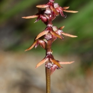 Corunastylis laminata at Yerriyong, NSW - suppressed