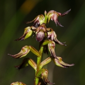 Corunastylis laminata at Tianjara, NSW - suppressed