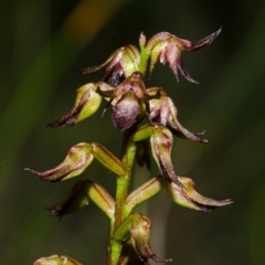 Corunastylis laminata (Red Midge Orchid) at Tianjara, NSW - 28 Feb 2015 by AlanS