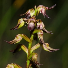 Corunastylis laminata at Tianjara, NSW - suppressed