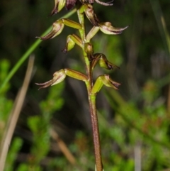 Corunastylis laminata at Tianjara, NSW - suppressed