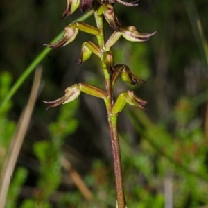 Corunastylis laminata at Tianjara, NSW - suppressed