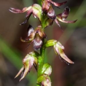 Corunastylis laminata at Yerriyong, NSW - 1 Mar 2013