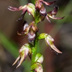 Corunastylis laminata (Red Midge Orchid) at Yerriyong, NSW - 28 Feb 2013 by AlanS