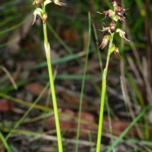 Corunastylis laminata at Yerriyong, NSW - 1 Mar 2013