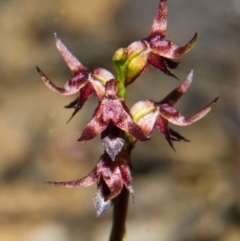 Corunastylis laminata at Yerriyong, NSW - 1 Mar 2013