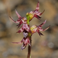 Corunastylis laminata at Yerriyong, NSW - 1 Mar 2013