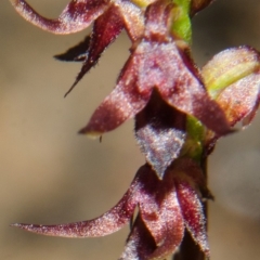 Corunastylis laminata at Yerriyong, NSW - 1 Mar 2013