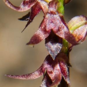 Corunastylis laminata at Yerriyong, NSW - 1 Mar 2013