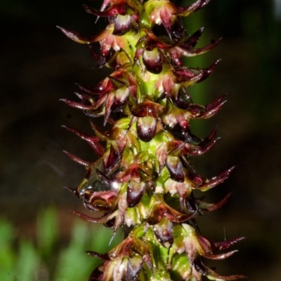 Corunastylis laminata (Red Midge Orchid) at Yerriyong, NSW - 21 Feb 2015 by AlanS