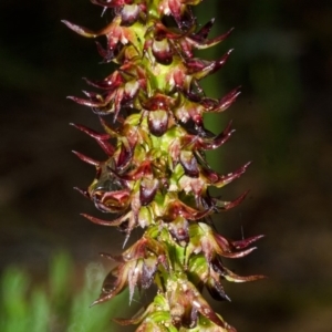 Corunastylis laminata at Yerriyong, NSW - suppressed